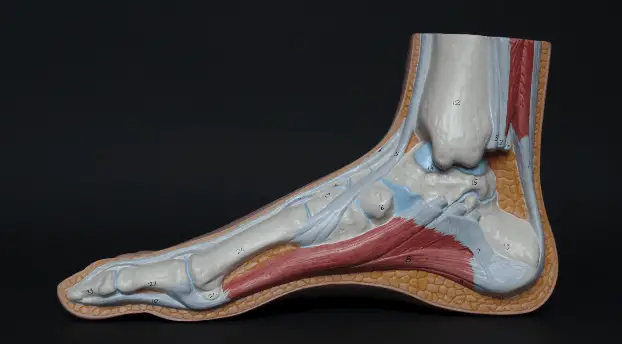 Tendon injuries flat feet